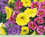 Promo Plantes Confetti à 2,59 € dans le catalogue Norma à Couthenans