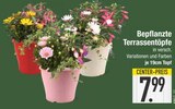Bepflanzte Terrassentöpfe von  im aktuellen EDEKA Prospekt für 7,99 €