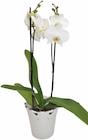 Schmetterlings-Orchidee Angebote bei REWE Wesel für 19,99 €