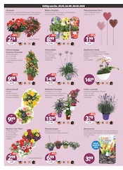 Aktueller V-Markt Prospekt mit Blumenerde, "V-Markt einfach besser einkaufen", Seite 16