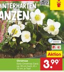Christrose im Angebot bei Netto Marken-Discount in Minden Christrose Angebote bei Netto Marken-Discount Minden für 3,99 €