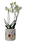 Orchideen 2 Rispen von  im aktuellen EDEKA Prospekt für 9,99 €
