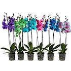 Orchidée teintée - Carrefour à Orléans Orchidée teintée en promo chez Carrefour Orléans à 12,99 €
