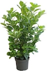 Kirschlorbeer Angebote bei BayWa Bau- und Gartenmärkte Nürnberg für 13,49 €