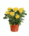 Rosier en promo à 4,99 € chez Lidl Rosier dans le catalogue Lidl
