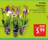 Aktuelles Orchidee Phalaenopsis Angebot bei Marktkauf in Nürnberg ab 5,99 €