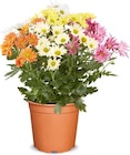 Chrysanthemen im Netto Marken-Discount Prospekt Chrysanthemen im aktuellen Netto Marken-Discount Prospekt für 5,99 €
