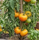 Promo Tomate Ananas à 2,19 € dans le catalogue Point Vert à Sault-de-Navailles