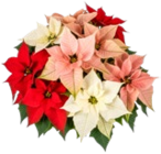 Weihnachtsstern im Kaufland Prospekt Weihnachtsstern im aktuellen Kaufland Prospekt für 5,99 €