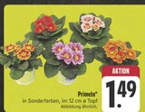 Aktuelles Primeln Angebot bei E center in Nürnberg ab 1,49 €