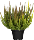 Knospenblüher-Heide Skyline für 3,49 € bei OBI im Angebot Knospenblüher-Heide Skyline im aktuellen OBI Prospekt