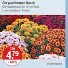 Chrysanthemen Busch im aktuellen Prospekt bei V-Markt in Bernbeuren