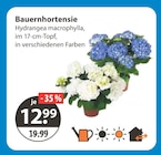 V-Markt Günzburg Prospekt mit  im Angebot für 12,99 €