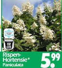 Rispen-Hortensie Paniculata im Angebot bei Wreesmann in Stade Rispen-Hortensie Paniculata Angebote bei Wreesmann Stade für 5,99 €