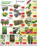 Obstbaum Obstbaum