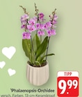 Phalaenopsis-Orchidee bei EDEKA im Prospekt "" für 9,99 €