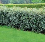 Arbuste de Haies Persistantes à Super U dans Insming Arbuste de Haies Persistantes à Super U dans Insming