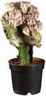 Euphorbia Lactéa en promo chez Lidl Pau à 5,59 €