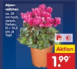 Aktuelles Alpenveilchen Angebot bei Netto Marken-Discount in Braunschweig ab 1,99 €