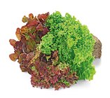 Aktuelle Gemüse Angebote bei REWE in Darmstadt Aktuelles Wurzelsalat Angebot bei REWE in Darmstadt ab 0,99 €