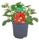 Kaufland Genthin Prospekt mit  im Angebot für 1,99 €