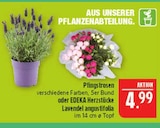 Aktuelle Lavendel Angebote bei Marktkauf in Nürnberg Aktuelles Pfingstrosen Angebot bei Marktkauf in Nürnberg ab 4,99 €