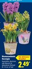 Blumenzwiebeln Nostalgie Angebote bei Lidl Lörrach für 2,49 €