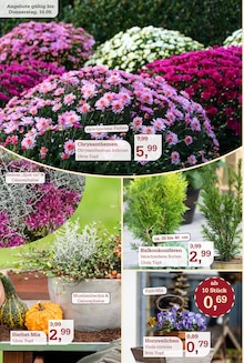 Pflanzen im Garten-Center Nordharz GmbH & Co. KG Prospekt "HERBSTZAUBER" mit 12 Seiten (Braunschweig)