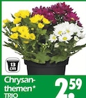 Chrysanthemen TRIO bei Wreesmann im Coswig Prospekt für 2,59 €