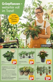 Palme im REWE Prospekt in Emden Aktueller REWE Prospekt mit Palme, "Dein Markt", Seite 9