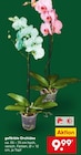 Aktuelle Zimmerpflanzen Angebote bei Netto Marken-Discount in Duisburg Aktuelles gefärbte Orchidee Angebot bei Netto Marken-Discount in Duisburg ab 9,99 €