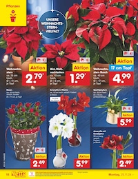 Amaryllis Angebot im aktuellen Netto Marken-Discount Prospekt auf Seite 22