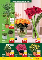 Ähnliche Stiefmütterchen Angebote im Prospekt "Aktuelle Angebote" von Netto Marken-Discount in Zwickau Ähnliche Angebote wie Stiefmütterchen im Prospekt "Aktuelle Angebote" auf Seite 17 von Netto Marken-Discount in Zwickau