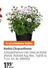 Herbst-Chrysantheme im Angebot bei OBI in Offenbach Herbst-Chrysantheme Angebote bei OBI Offenbach für 1,99 €