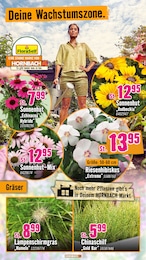 Hornbach Pflanzen im Prospekt Hornbach Pflanzen im Prospekt