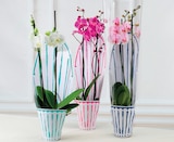 Orchidée 2 Tiges - Super U à Toulon Orchidée 2 Tiges en promo chez Super U Toulon à 8,99 €