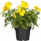 Goldlack bei Hagebaumarkt im Itzehoe Prospekt für 3,49 €