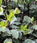 Pittosporum à LaMaison.fr dans Ile Pelee Pittosporum à LaMaison.fr dans Ile Pelee