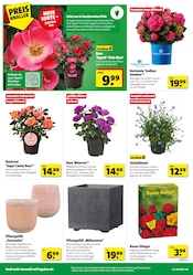 Aktueller Hagebaumarkt Prospekt mit Hortensie, "SCHNAPP DIR DEIN SUPERBUNDLE", Seite 4