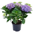 Bauernhortensie Blau Höhe ca. 45 cm Topf ca. 5 l Hydrangea Macrophylla im OBI Prospekt Bauernhortensie Blau Höhe ca. 45 cm Topf ca. 5 l Hydrangea Macrophylla von im aktuellen OBI Prospekt für 14,99 €