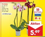Orchidee im Angebot bei Netto Marken-Discount in Jena Orchidee Angebote bei Netto Marken-Discount Jena für 5,49 €