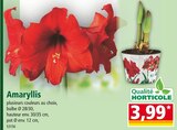 Amaryllis en promo chez Norma Nancy à 3,99 €