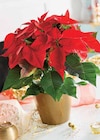 Poinsettia pot 14 cm en promo chez Intermarché Lille à 5,99 €