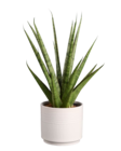 Sanseveria en céramique - Lidl à Créteil Sanseveria en céramique en promo chez Lidl Créteil à 7,99 €