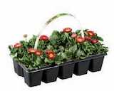 Primeln/Frühlingsblüher im 10er-Tray bei Lidl im Gaggenau Prospekt für 1,99 €