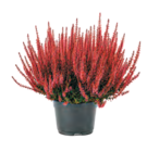 Calluna „Beauty Ladies“ für 1,99 € bei Netto mit dem Scottie im Angebot Calluna „Beauty Ladies“ im aktuellen Netto mit dem Scottie Prospekt