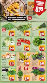 Blumen im REWE Prospekt in Wilhelmshaven Aktueller REWE Prospekt mit Blumen, "Dein Markt", Seite 7