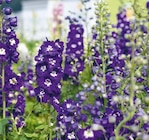 Stauden im aktuellen Hellweg Prospekt