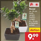 Bonsai Angebote bei Netto Marken-Discount Dresden für 9,99 €