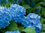 Hortensias - Norma à Strasbourg Hortensias en promo chez Norma Strasbourg à 3,99 €